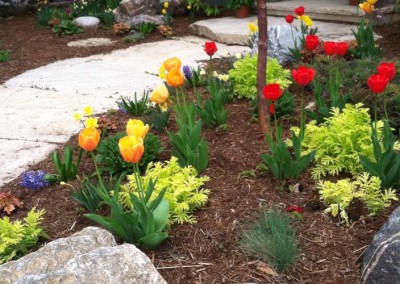 Spring Beauty