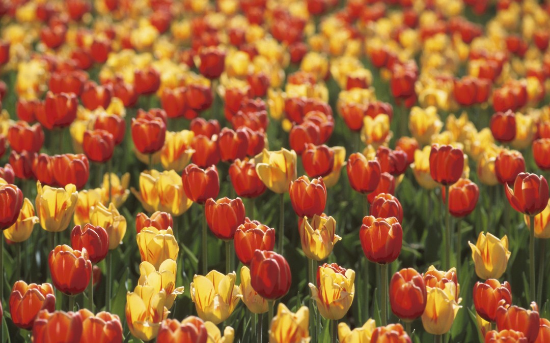 Think Spring!