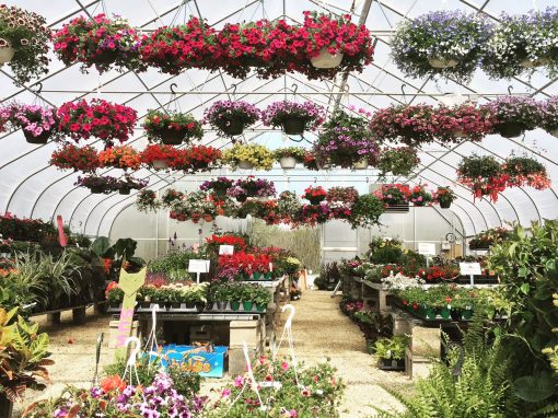 Hanging baskets & so much more!
