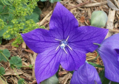 Balloon Flowers