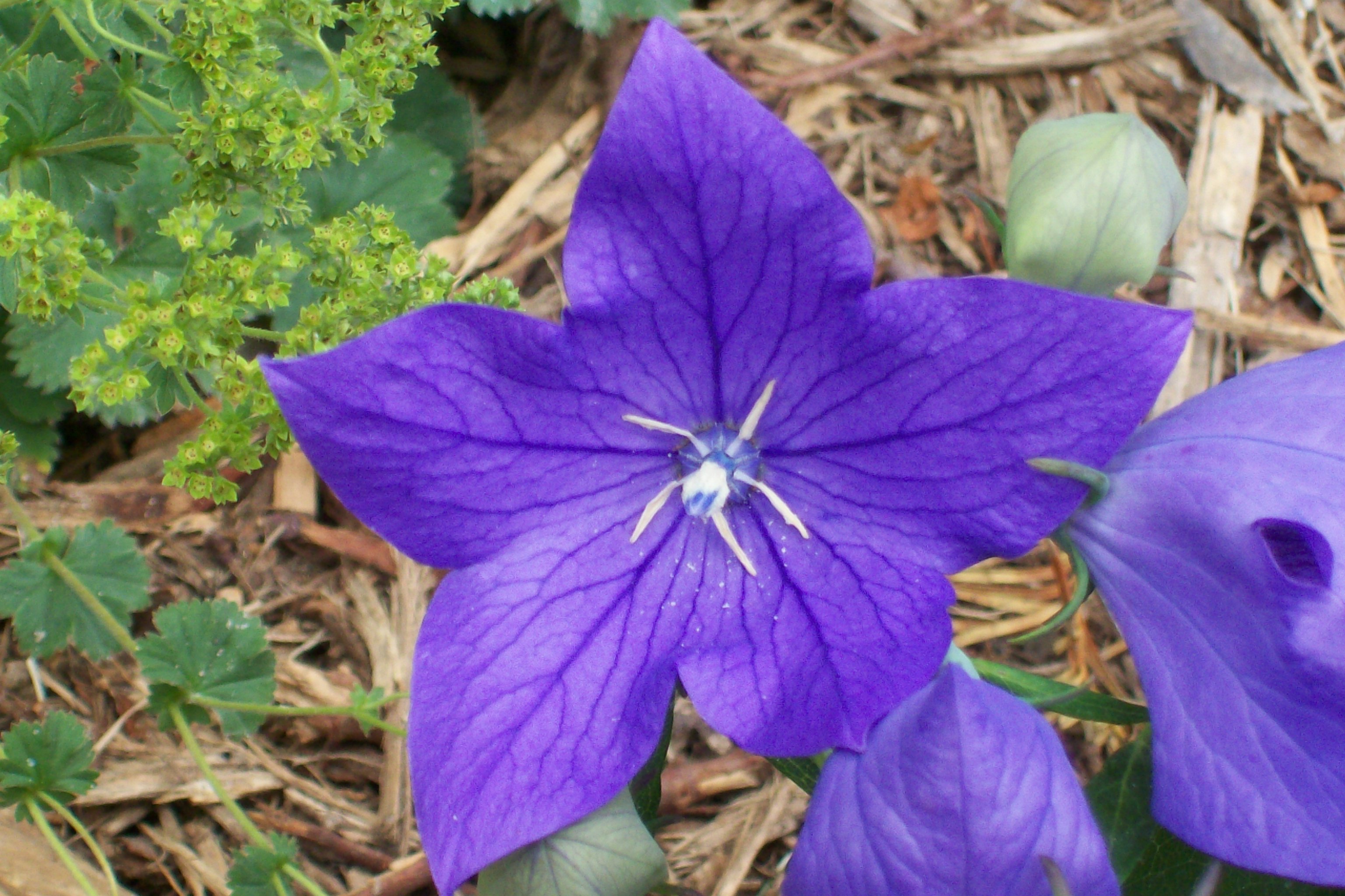 Balloon Flowers