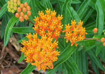 Butterfly Milkweed