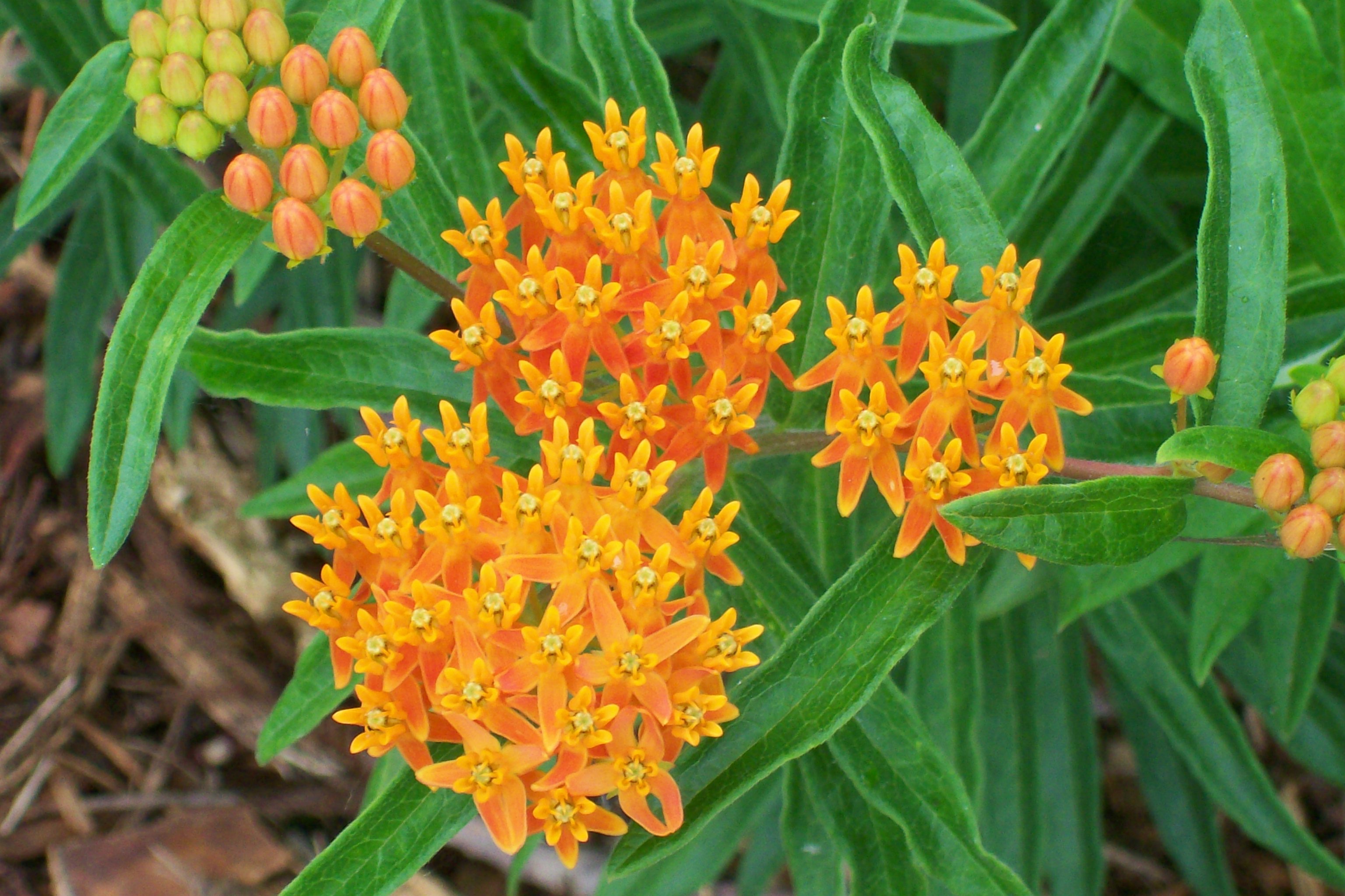 Butterfly Milkweed