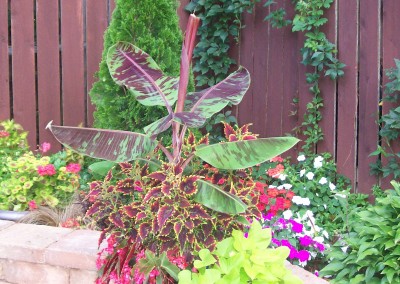 Summer container for full sun