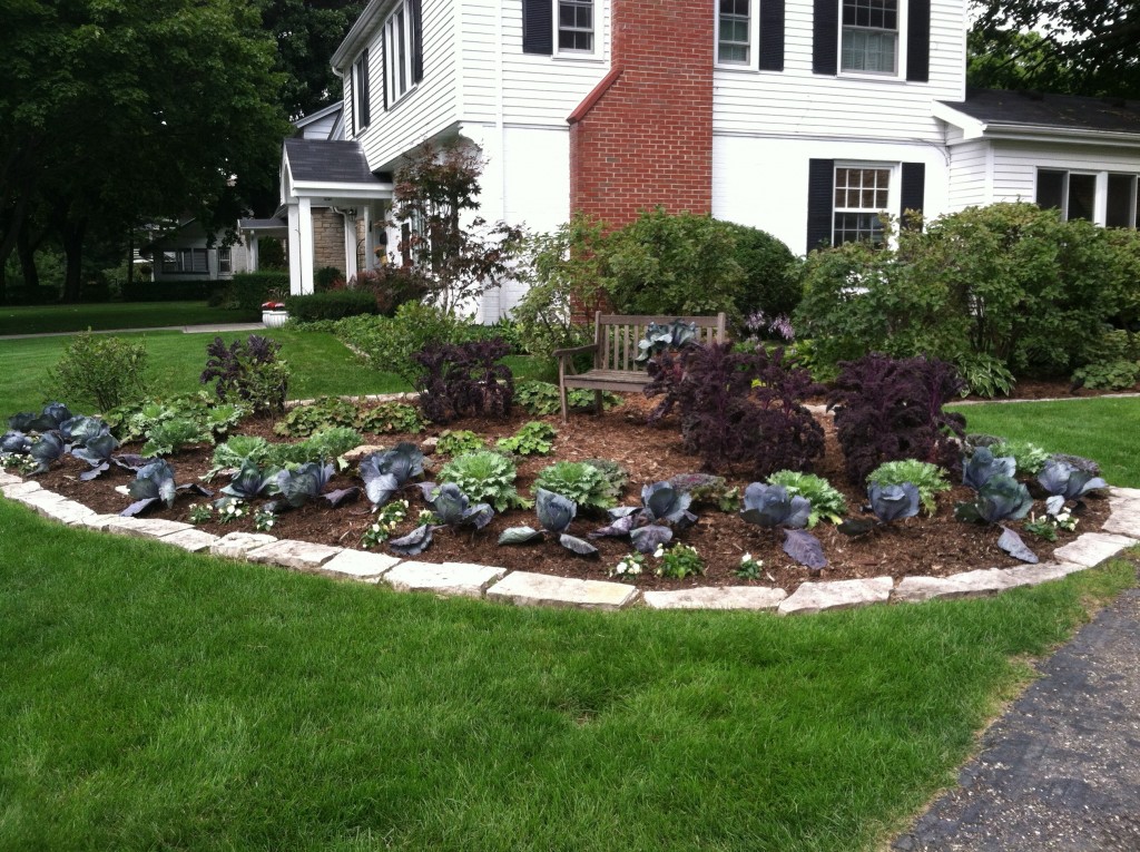 Fall cabbage and kale