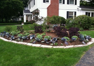 Fall cabbage and kale