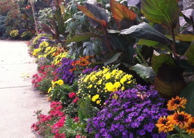Fall Flowers