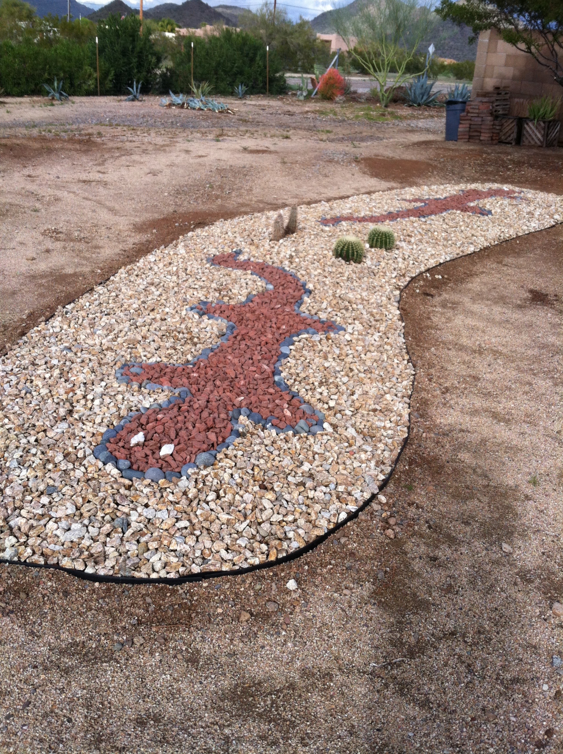 Desert stone geckos