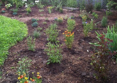 Newly planted perennial garden