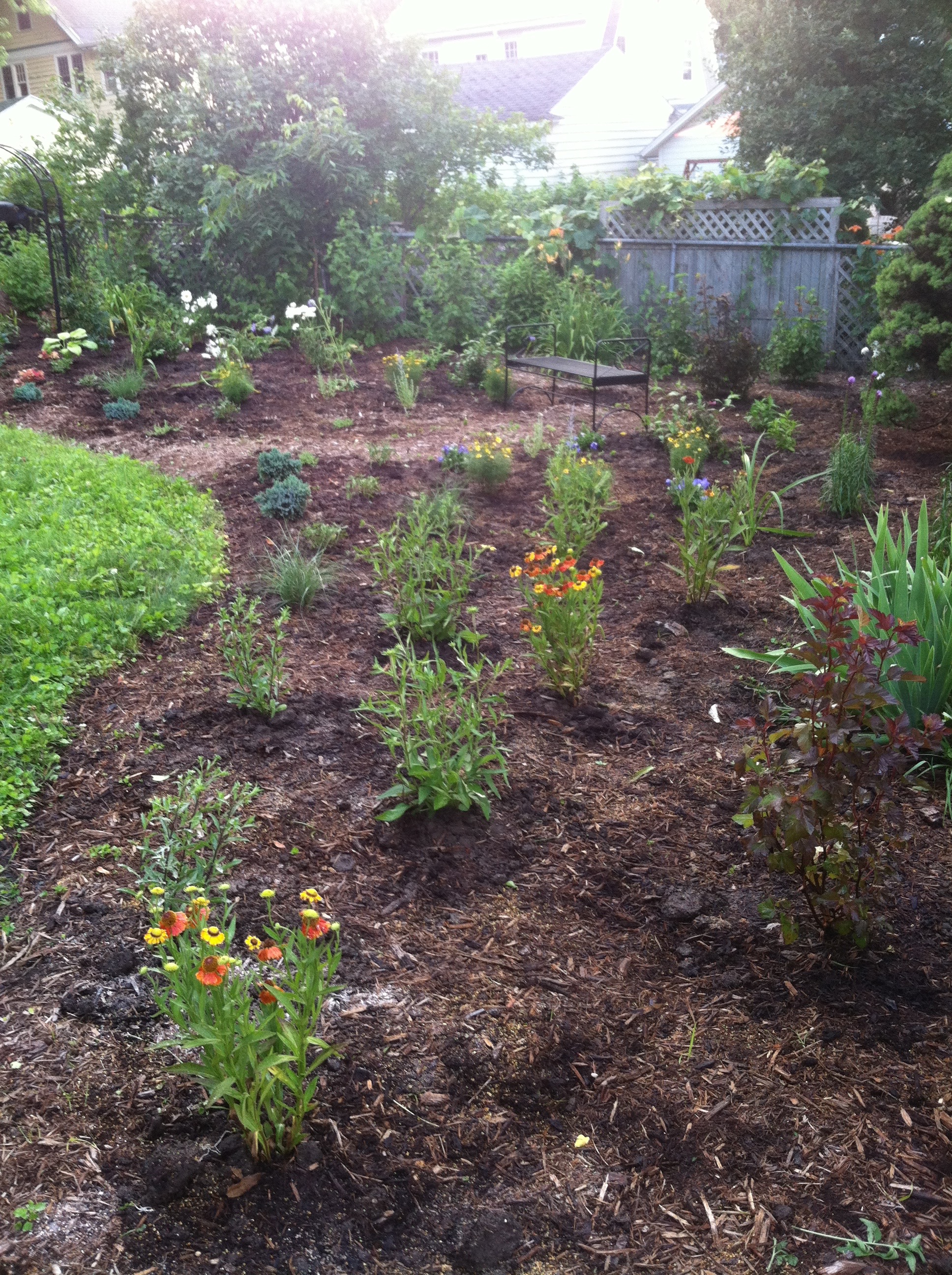 Newly planted perennial garden
