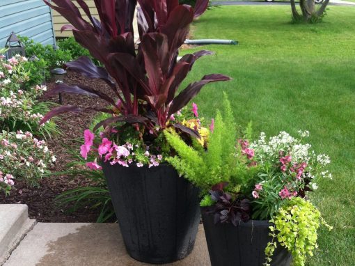 Summer Containers