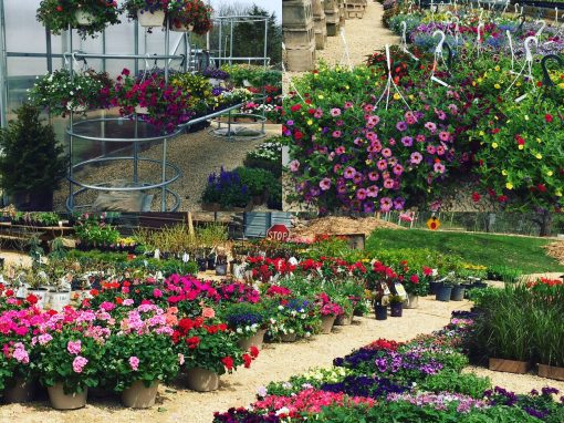 Visit Jada’s Garden & Greenhouse