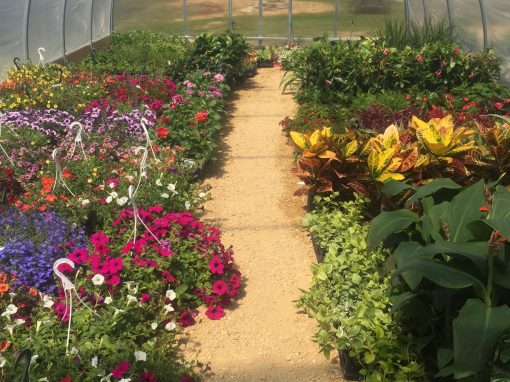 More Plants Arriving Daily!