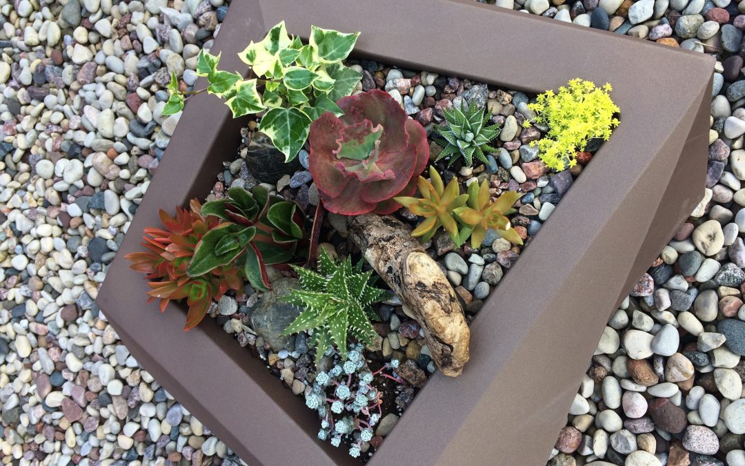 Spectacular Succulents