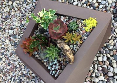 Spectacular Succulents