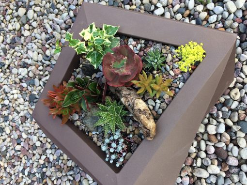 Spectacular Succulents