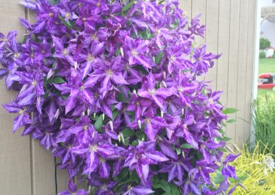 Tie Dye Clematis