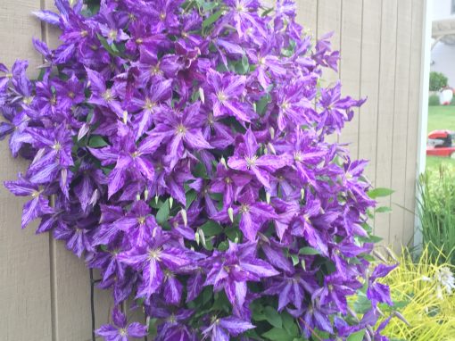 Tie Dye Clematis