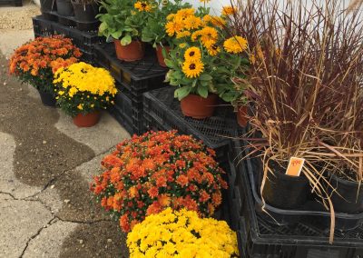 Great Fall Color!