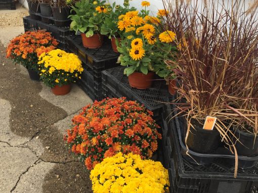 Great Fall Color!