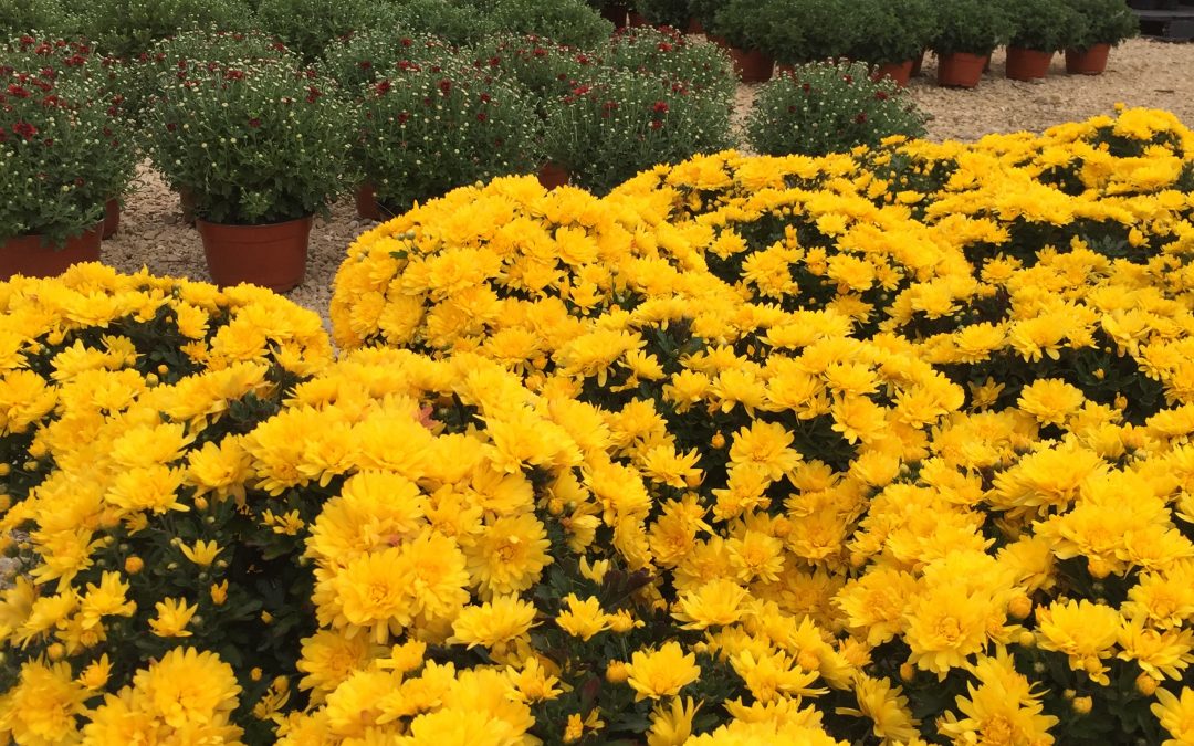 Beautiful Mums