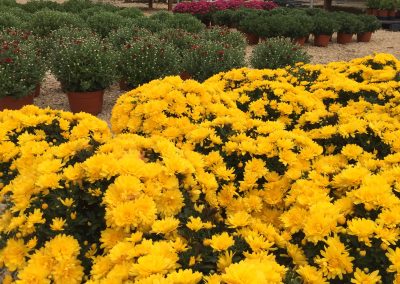 Beautiful Mums