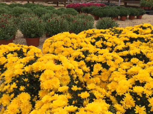 Beautiful Mums