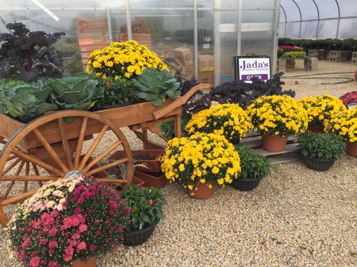Fall Greenhouse Season
