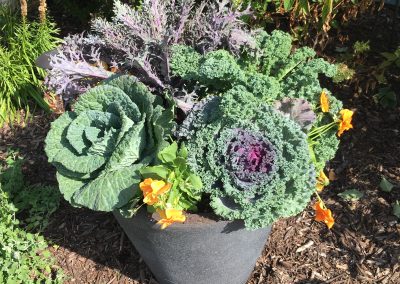 Cabbage & Kale!