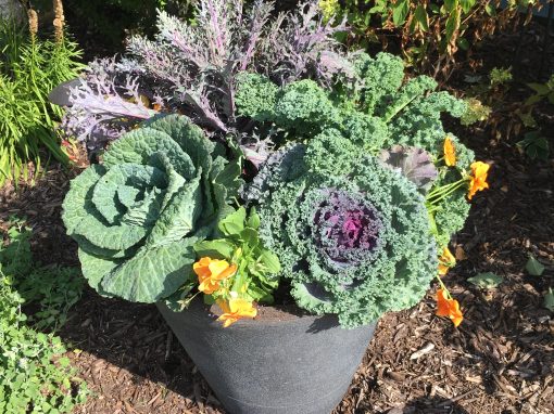 Cabbage & Kale!