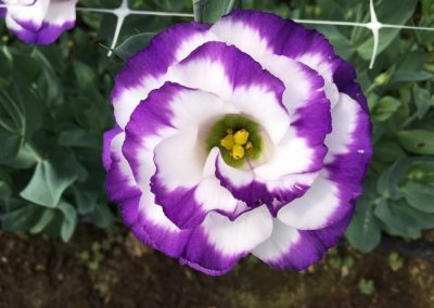 Breathtaking Lisianthus!