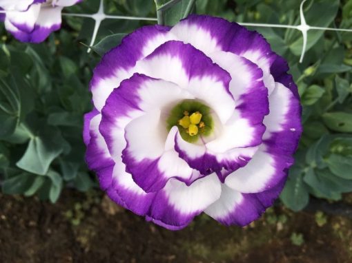 Breathtaking Lisianthus!