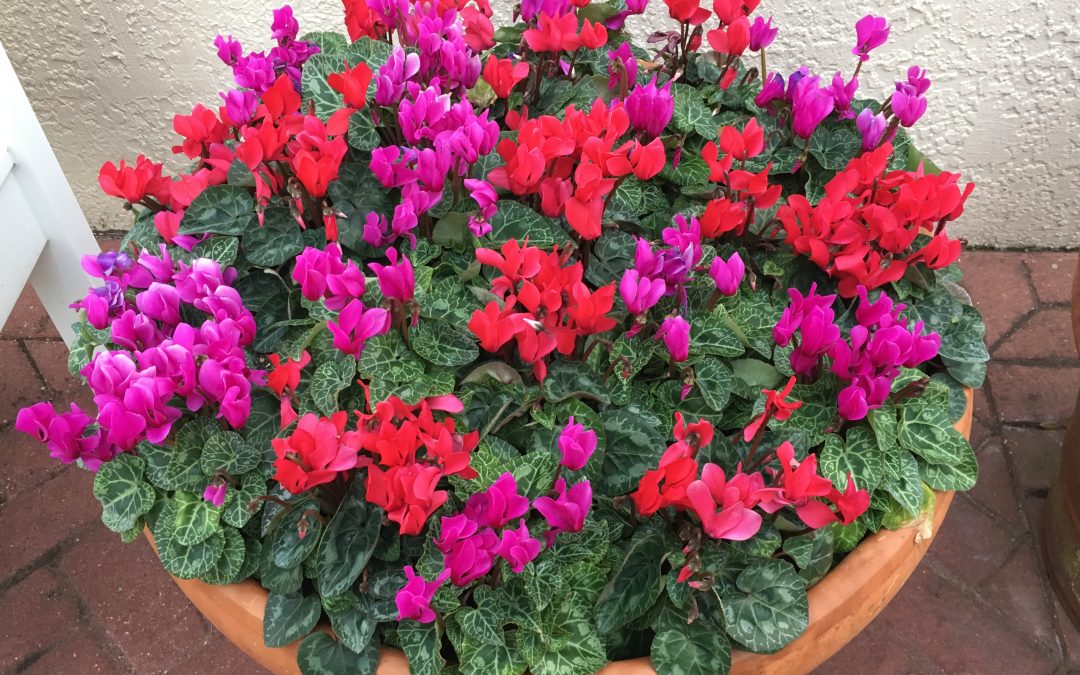 Container of Color