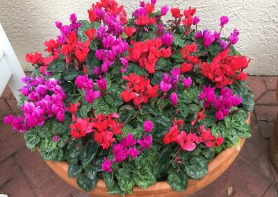 Container of Color