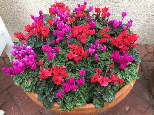 Container of Color