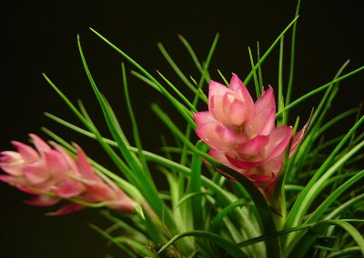 Air Plant