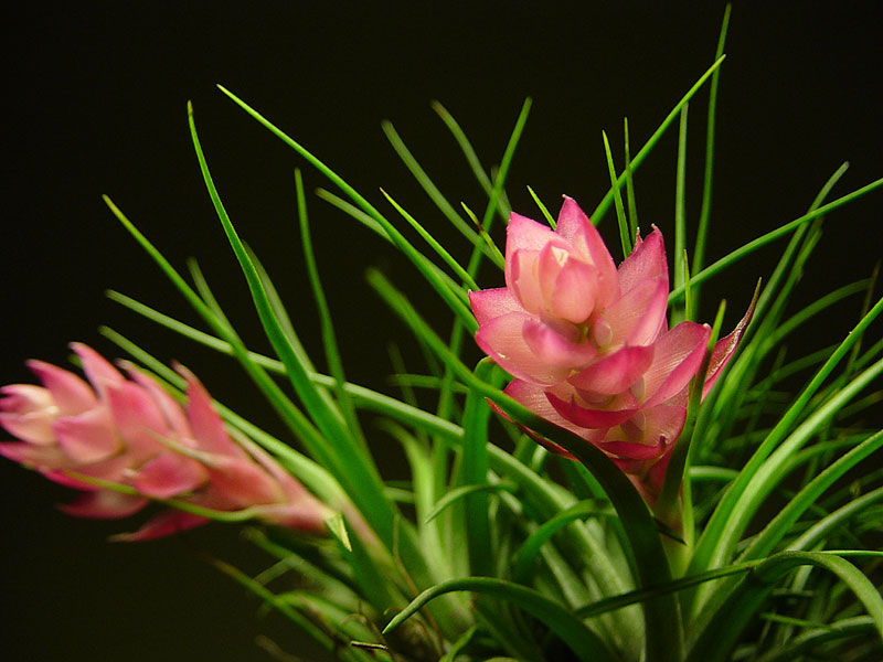 Air Plant