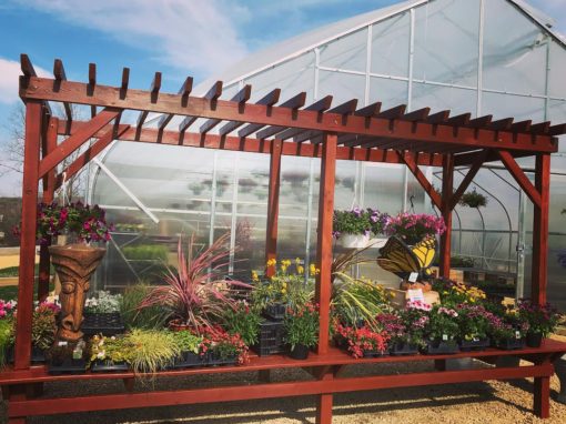Greenhouse Pergola Dispay