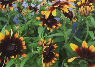 Rudbeckia
