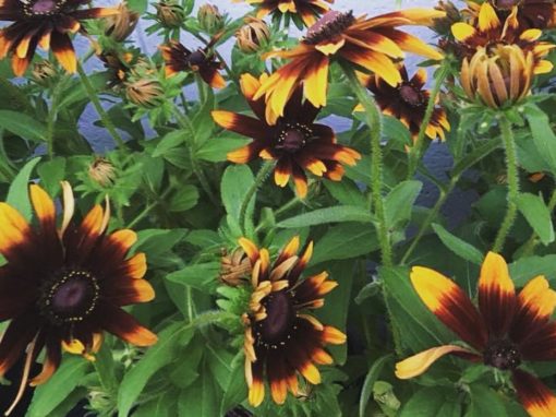 Rudbeckia