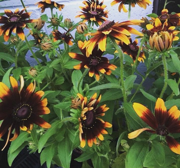 Rudbeckia
