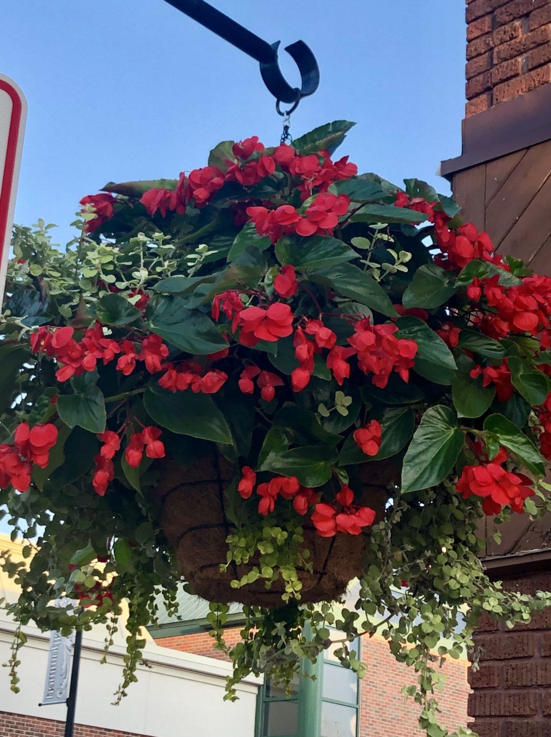 Dragon Wing Begonia | Jada's Garden