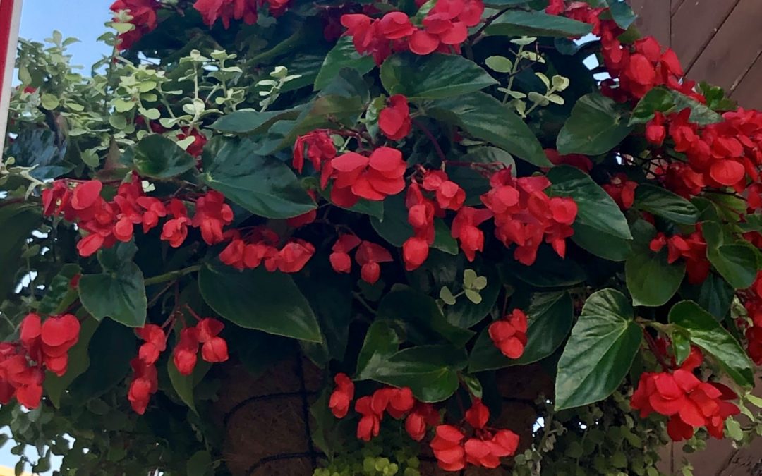 Dragon Wing Begonia