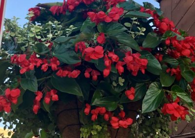 Dragon Wing Begonia
