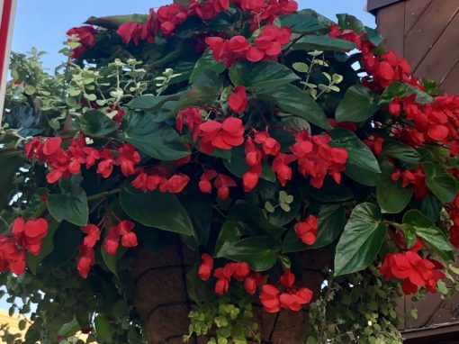 Dragon Wing Begonia