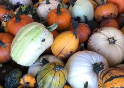 Pumpkin Power!