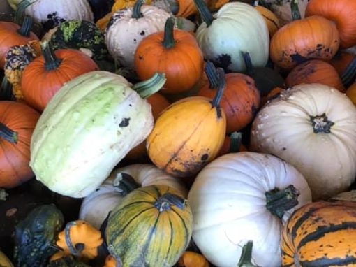Pumpkin Power!
