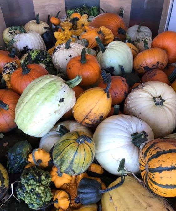 Pumpkin Power!
