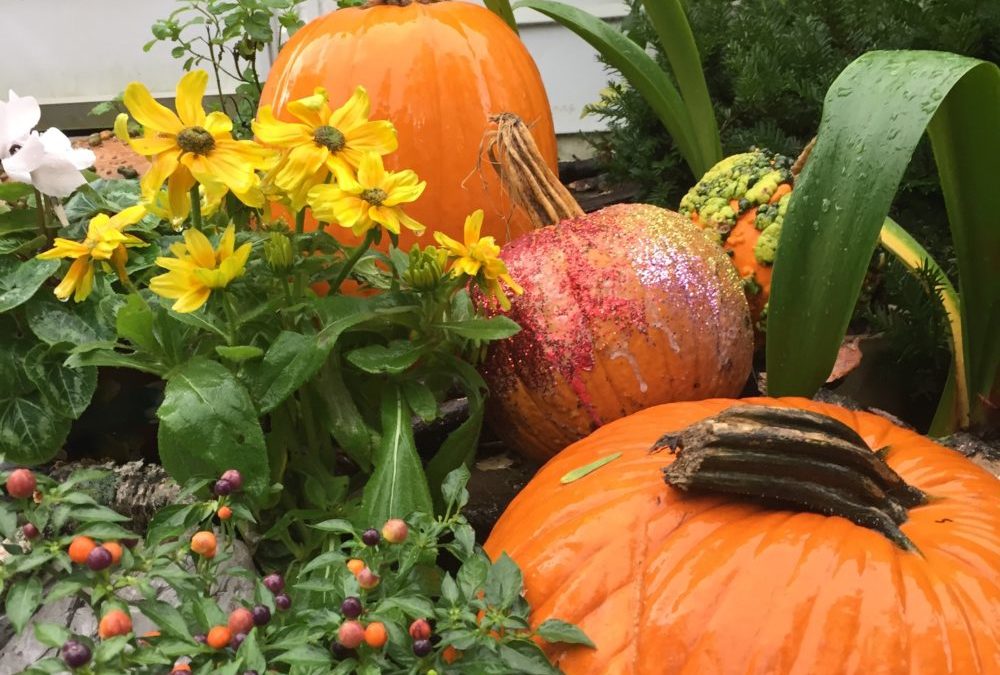 Pumpkins always spice things up!
