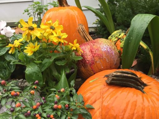 Pumpkins always spice things up!